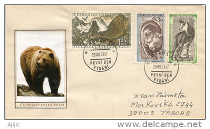 L’ours Brun Et Faune Des Montagnes Des Hautes Tatras, Sur Lettre - Bären