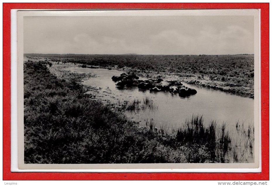 ASIE - IRAQ --  Baghdad - Buffaloes Taking Their Bath - Irak