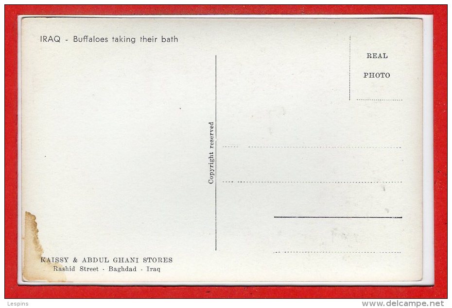 ASIE - IRAQ --  Baghdad - Buffaloes Taking Their Bath - Irak