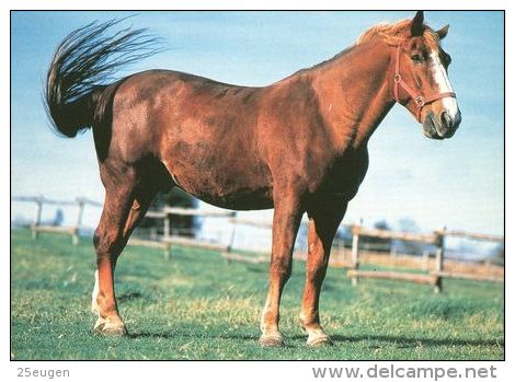 HORSES / PFERDE / CHEVAUX /    POSTCARD UNUSED     ( H  3789 / - Pferde