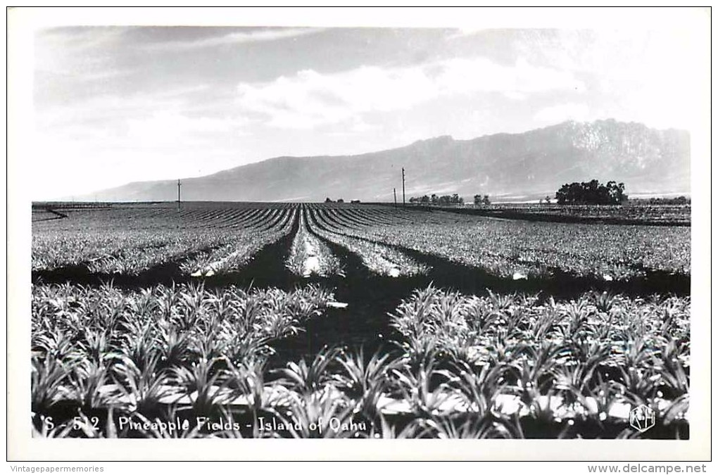 264313-Hawaiian Islands, Hawaii, Oahu, RPPC, Pineapple Fileds, Kodak Hawaii No S-512 - Oahu