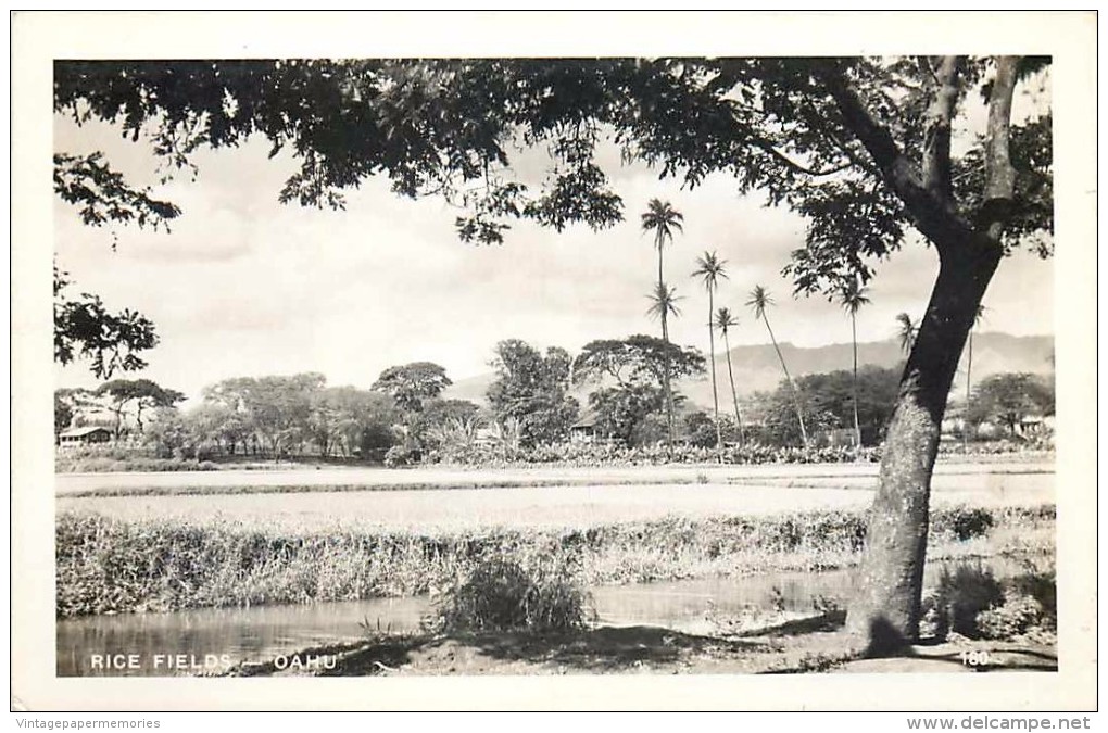 264317-Hawaiian Islands, Hawaii, Oahu, RPPC, Rice Fields, Photo No 180 - Oahu