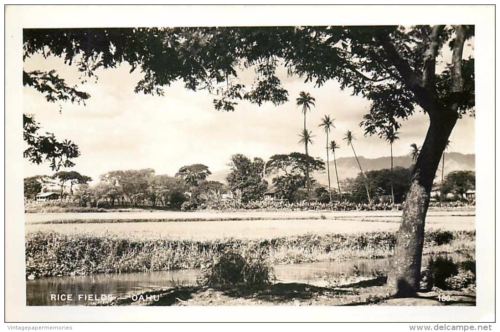 264319-Hawaiian Islands, Hawaii, Oahu, RPPC, Rice Fields, Photo No 180 - Oahu