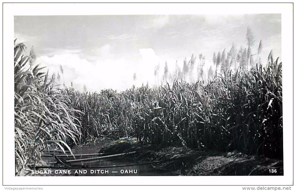 264325-Hawaiian Islands, Hawaii, Oahu, RPPC, Sugar Cane Farm, Ditch, Photo No 136 - Oahu