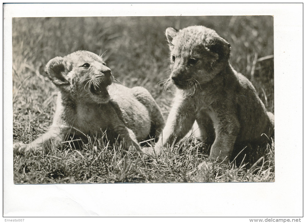 PK-CP Tiger Babies, Gebraucht, Siehe Bilder! - *) - Tigres