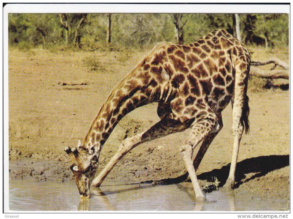 CPSM GIRAFE S ABREUVANT SUD AFRIQUE 1964 - Giraffes