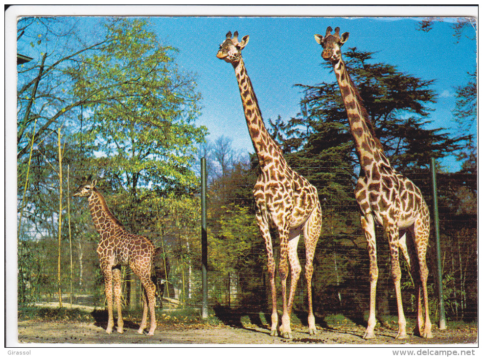 CPSM GIRAFE GIRAFES ZOO ZOOLOGISCHER GARTEN BASEL - Giraffes