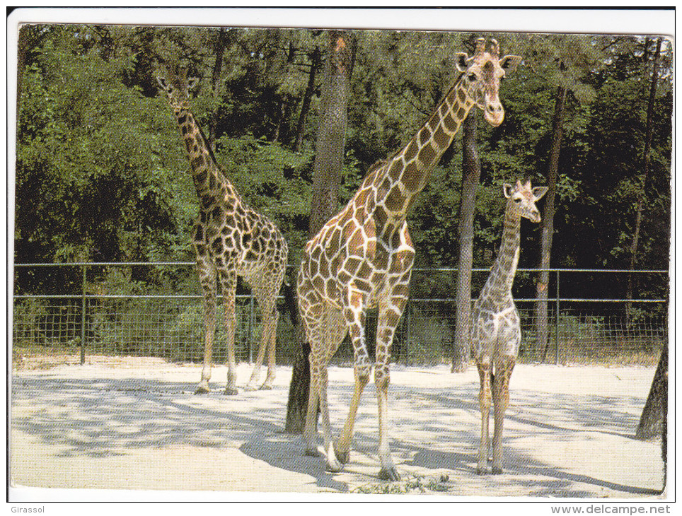 CPSM GIRAFE GIRAFES ET LEURS BEBES NES AU ZOO DE LA PALMYRE ROYAN POSTEE CHEMILLE 1996 - Jirafas