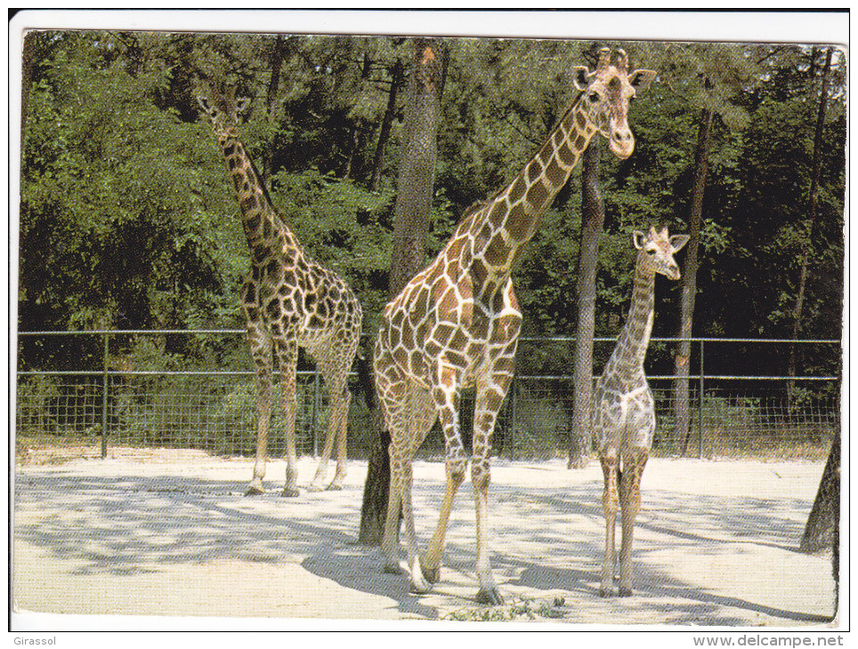 CPSM GIRAFE GIRAFES ET LEURS BEBES NES AU ZOO DE LA PALMYRE ROYAN POSTEE CHEMILLE 1996 - Girafes