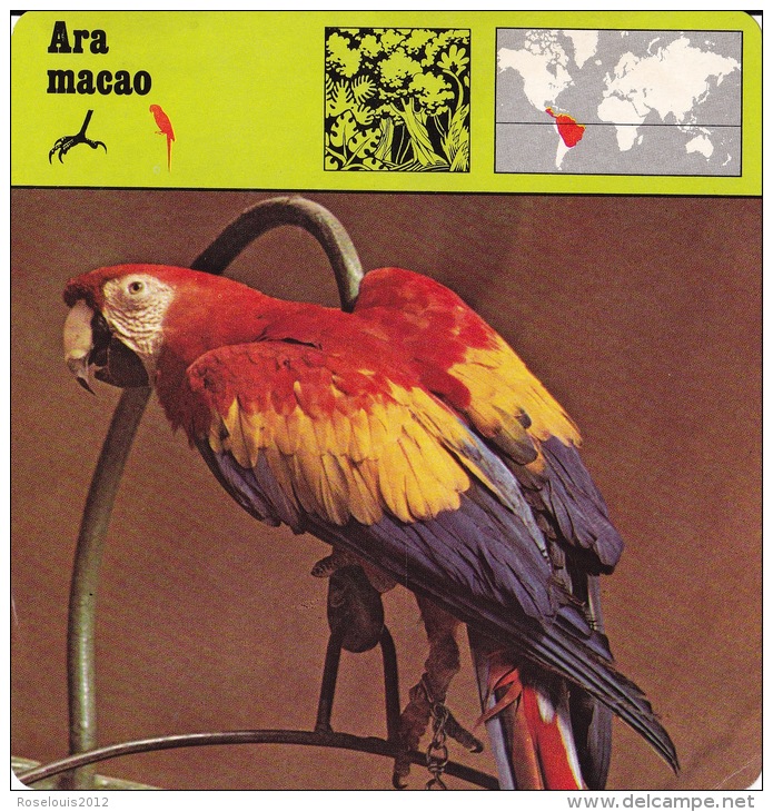 1977 - Editions Recontre - Ara Macao - Animaux