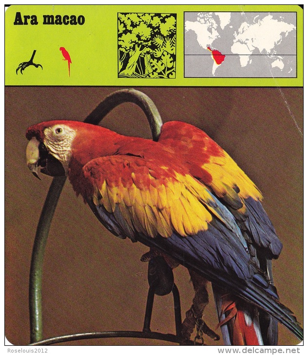 1977 - Editions Recontre - Ara Macao - Animaux