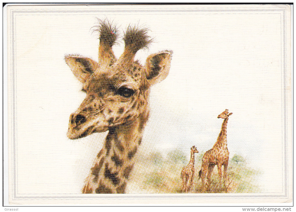 CPSM GIRAFE GIRAFES GIRAFON DESSINES - Jirafas