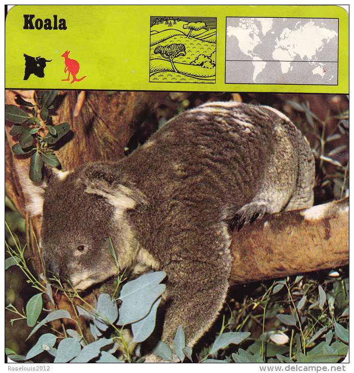 1975 - Editions Recontre - Koala - Animaux