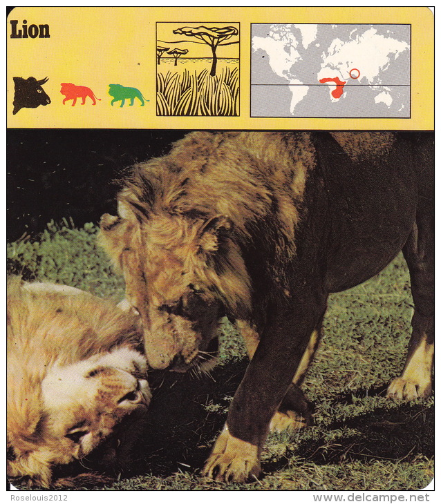 1975 - Editions Recontre - Lion - Animaux