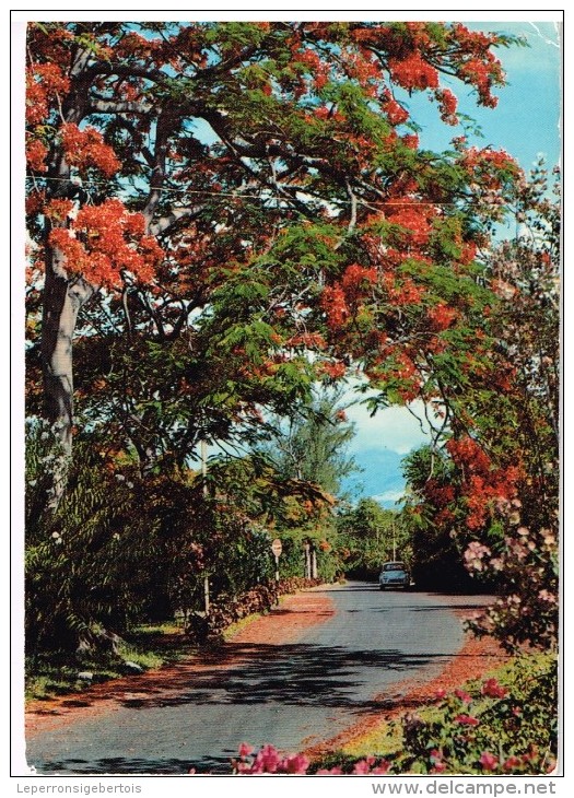 Carte Postale - Maurice -  Mauritius - Port-Louis  - Les Flamboyants Au Jardin Robert Edward Hart - Maurice