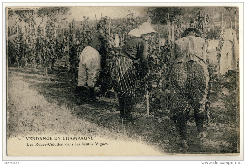 51 - Vendange En Champagne - Les Robes Culottes Dans Les Hautes Vignes - Autres & Non Classés