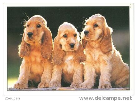 DOGS / HUNDE / CHIENS /  -  COCKER SPANIEL  CARD USED   ( P 3837 ) - Hunde