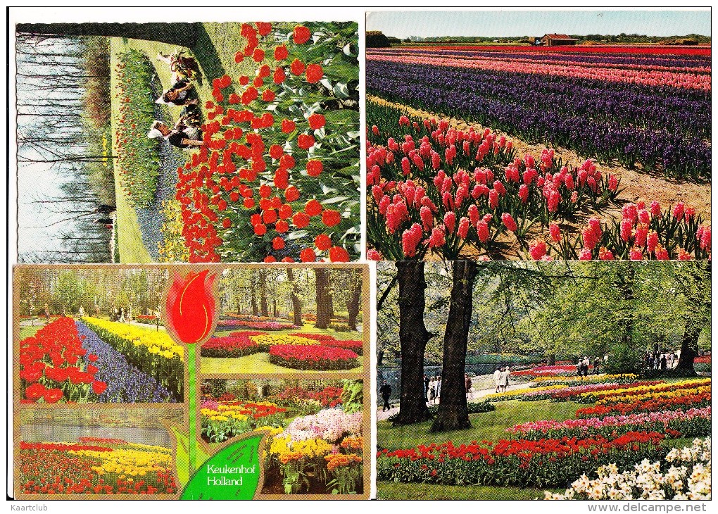 8 GELOPEN POSTKAARTEN:  ´Keukenhof´ - TULPEN, LENTE / SPRINGTIME TULIPS Etc. -  Holland - Bloemen