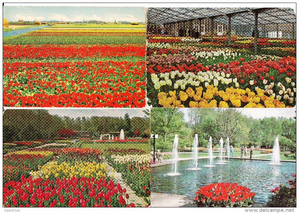 8 GELOPEN POSTKAARTEN:  ´Keukenhof´ - TULPEN, LENTE / SPRINGTIME TULIPS Etc. -  Holland - Bloemen