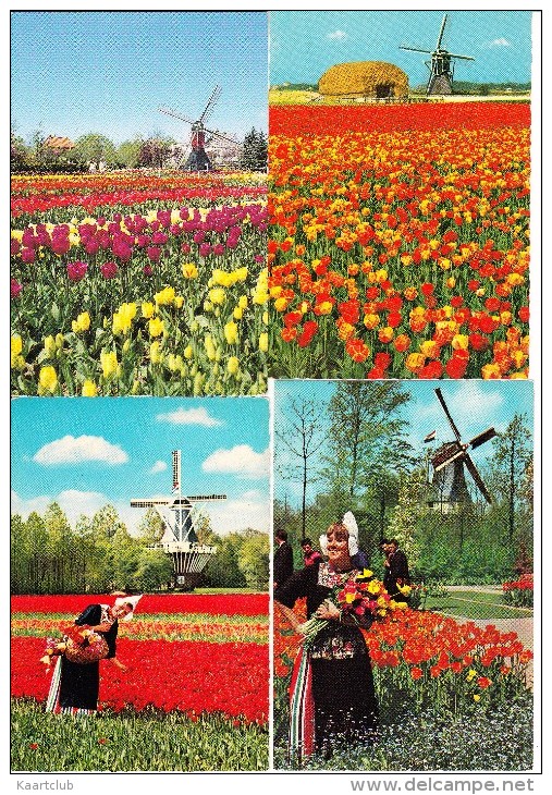 6 POSTKAARTEN: WINDMOLEN & TULPEN, LENTE / WINDMILL & SPRINGTIME, TULIPS - Moulin/Mühle  -  Holland - Bloemen