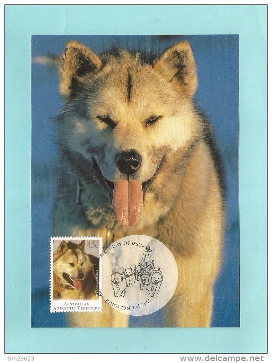 AAT  1994  Mi.Nr. 98 , Husky - The Last Husky - Maximum Card - First Day  13 January 1994 - Cartoline Maximum