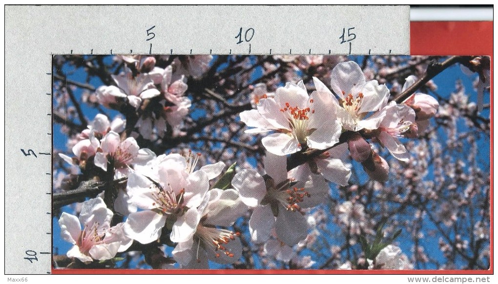 CARTOLINA NV ITALIA - CHERRY BLOSSOM - Fiori Di Ciliegio - 10 X 22 FORMATO LUNGO - Fleurs