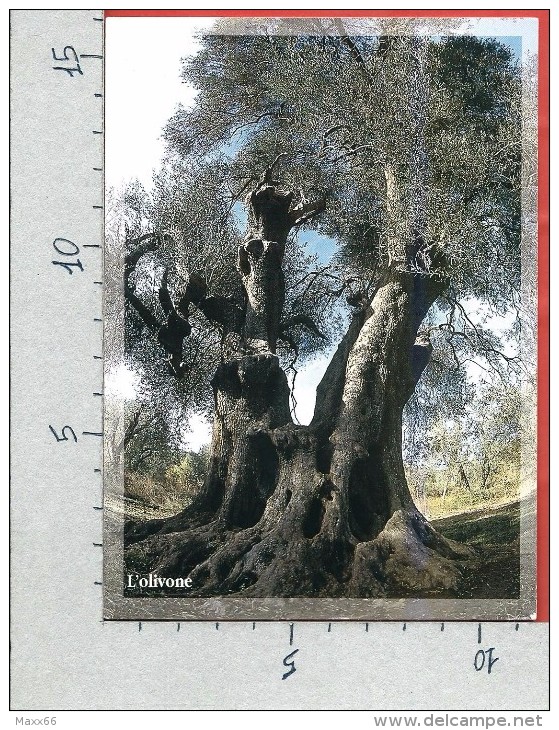 CARTOLINA NV ITALIA - Alta Valle Dell'Albegna - SEMPRONIANO (GR) - L'Olivone - 11 X 16 - Alberi