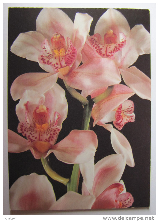 FLEURS - Orchidée - Fleurs