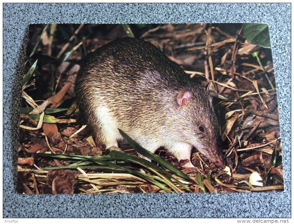 Brindled Bandicoot - Other & Unclassified