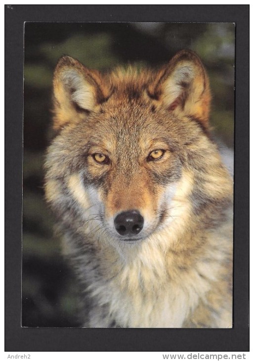 ANIMALS - ANIMAUX - GRAY WOLF (TIMBER WOLF) CANIS LUPIS - LOUP GRIS - GRAND FORMAT 17 X 12cm - 6¾ X 4½  - PHOTO T.PARKER - Autres & Non Classés