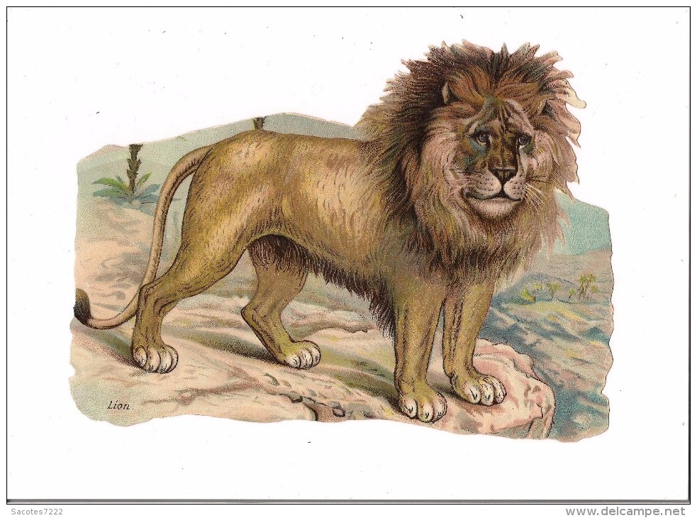 GRAND CHROMO DECOUPI GAUFFRE - LION - - Animals