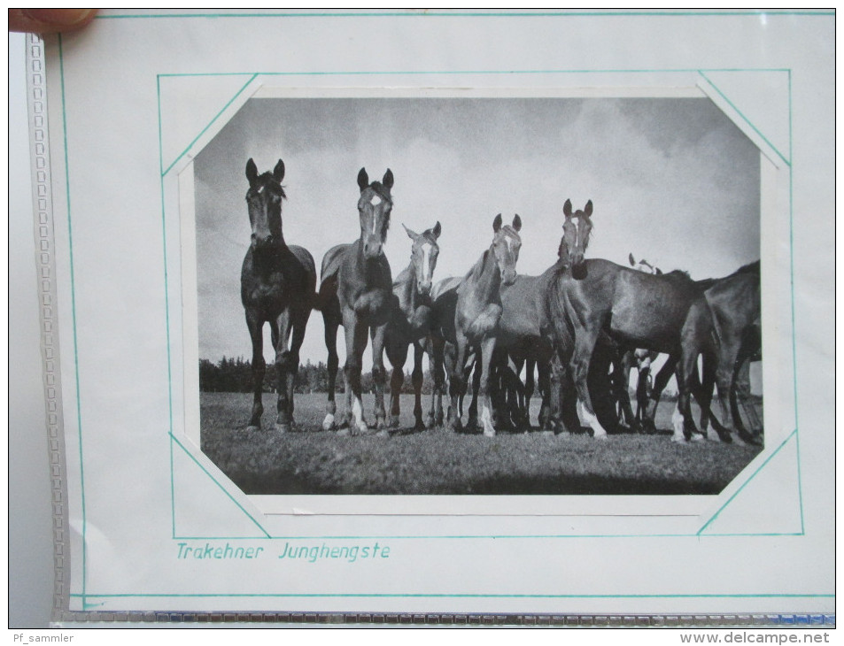 Motivsammlung Tiere / Pflanzen / Natur. Belege / Sonderstempel. 1980 / 90er Jahre. 75 Belege + Marken! Zum Weitersammeln - Collezioni (in Album)