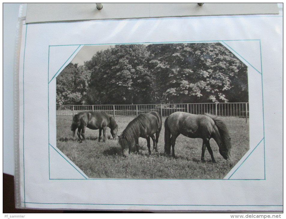 Motivsammlung Tiere / Pflanzen / Natur. Belege / Sonderstempel. 1980 / 90er Jahre. 75 Belege + Marken! Zum Weitersammeln - Collezioni (in Album)