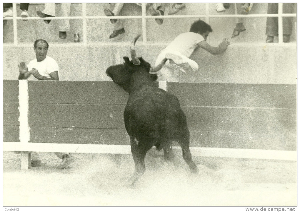 13 PORT SAINT LOUIS DU RHONE PHOTOGRAPHIE ARENES TAUREAU RASETEUR COCARDE COURSE LIBRE TAUROMACHIE - Places