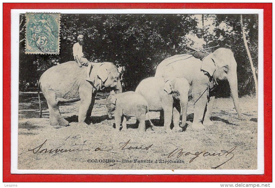 ASIE --  SRI LANKA - ( CEYLON )  -  Colombo - Une Famille D'Elephants - Sri Lanka (Ceylon)