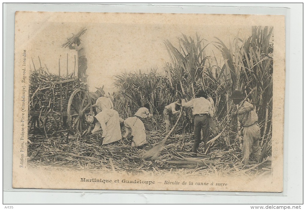 CPA  GUADELOUPE ET MARTINIQUE - Récolte De La Canne A Sucre  Ref Tz - Autres & Non Classés