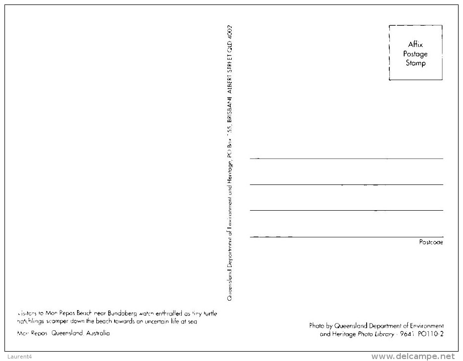 (446) Australia - QLD - Mon Repos Baby Tortoise - Turtles