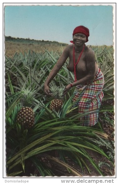 Les Ananas - Cueillette - Couleur - Côte-d'Ivoire