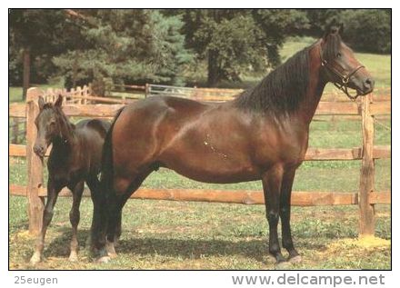 HORSES / PFERDE / CHEVAUX /    POSTCARD UNUSED     ( H  3929 / - Chevaux