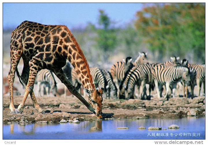 [ T04-013 ]  Giraffes Girafe Zebra Zèbre ,  China Pre-stamped Card, Postal Stationery - Giraffes