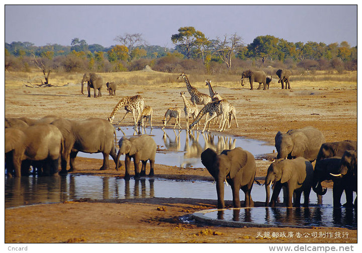 [ T04-015 ]  Giraffes Girafe Elephant Éléphant Olifanten ,  China Pre-stamped Card, Postal Stationery - Giraffes