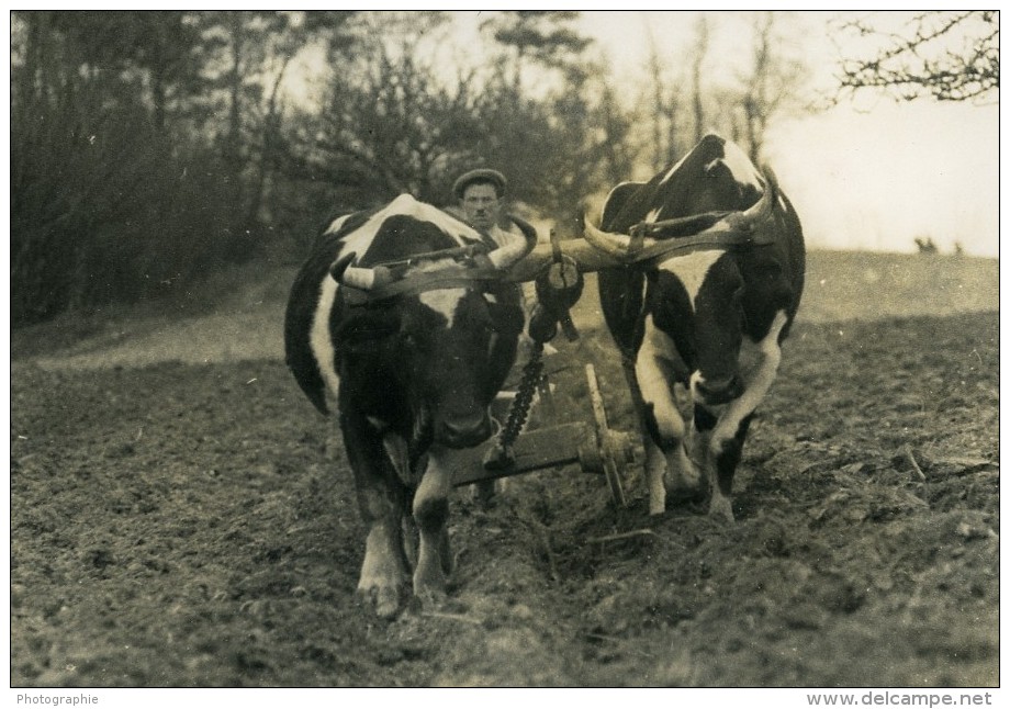 France Côtes Du Nord Agriculture Labourage Boeufs Ancienne Photo 1939 - Professions