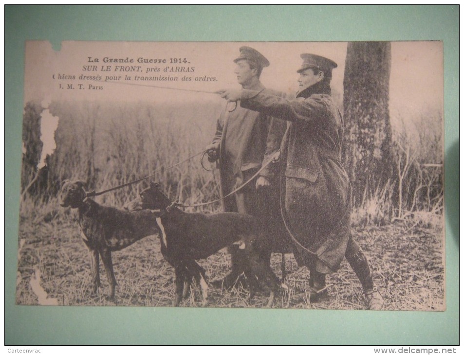 Chiens Dressés Pour La Transmission Des Ordres  Guerre 1914 Sur Le Front Près D'Arras - Guerre 1914-18