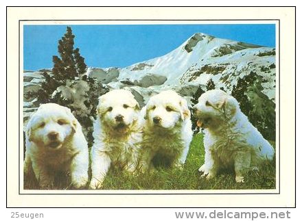 DOGS / HUNDE / CHIENS /  -    CHIEN DES PYRENEES   CARD  USED   ( P 1294  / - Chiens