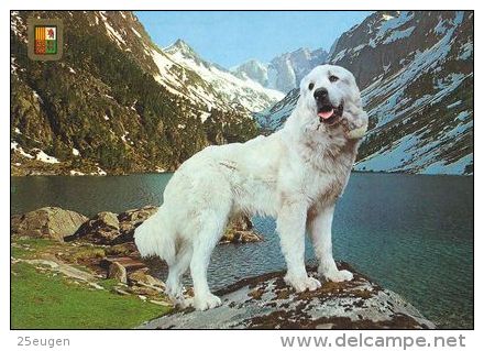 DOGS / HUNDE / CHIENS /  -    CHIEN DES PYRENEES   CARD  USED   ( P 3875  / - Chiens