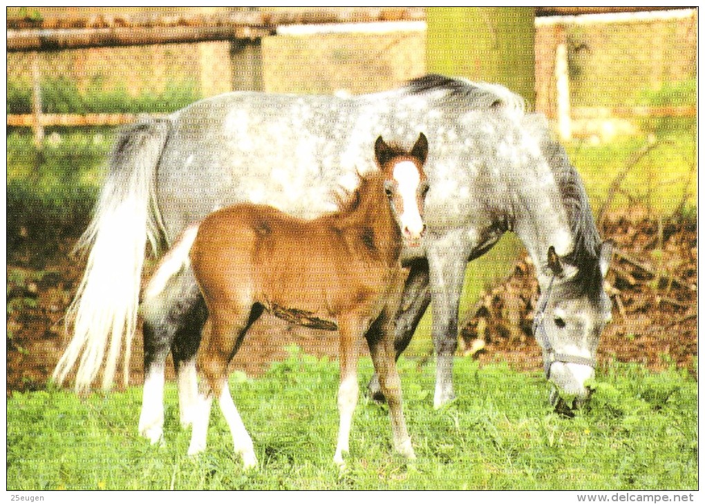 HORSES / PFERDE / CHEVAUX /    POSTCARD UNUSED     ( H  3985 / - Pferde