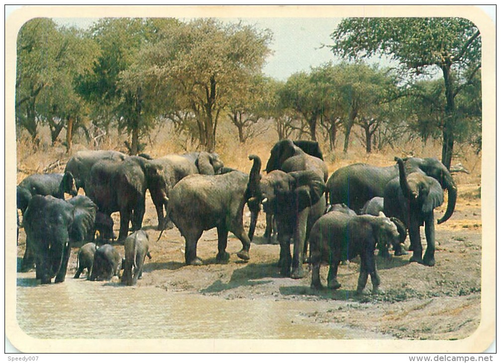 Elephant. Cameroun Réserve Waza  AL 345 - Olifanten