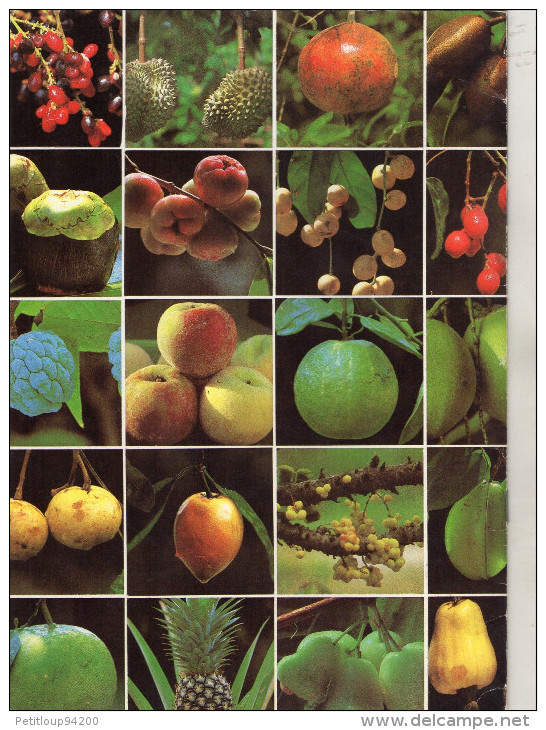 LIVRETS Fruits,Legumes Et Céréales D'ASIE  (lot De 3)   ANNEE 1977 - Vita Quotidiana