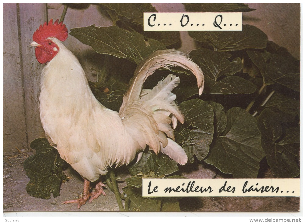 C... O... Q... Le Meilleur Des Baisers... (n°221 Ed Artaud) Oiseaux Coq Blanc (animaux Humoristiques) - Humour