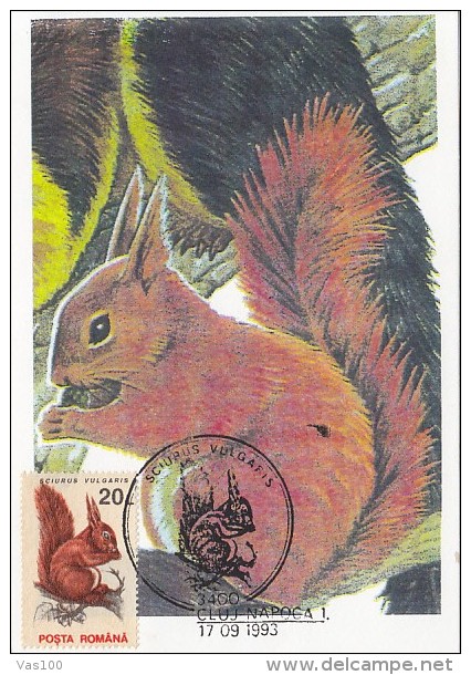 SQUIRREL, CM, MAXICARD, CARTES MAXIMUM, 1993, ROMANIA - Rodents